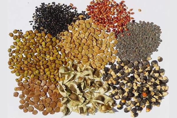 Canihua: propriedades e usos de sementes saudáveis