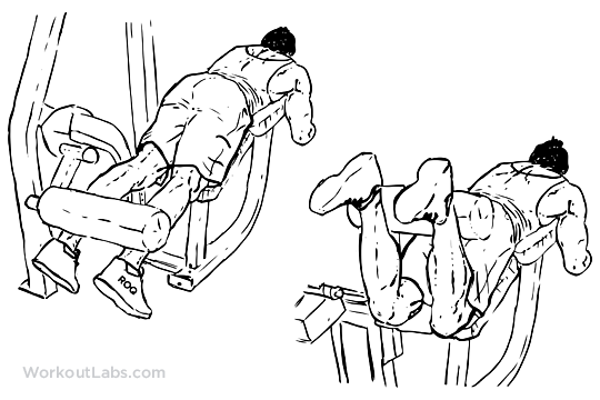 Leg Curl debout, assis et couché | Muscles impliqués et bonne exécution