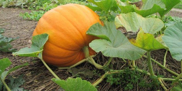 Top vegetable of November: pumpkin