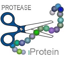 Protease or peptidase