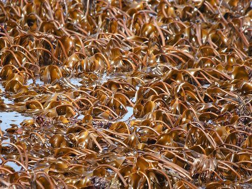 Laminaria seaweed: properties, use and contraindications