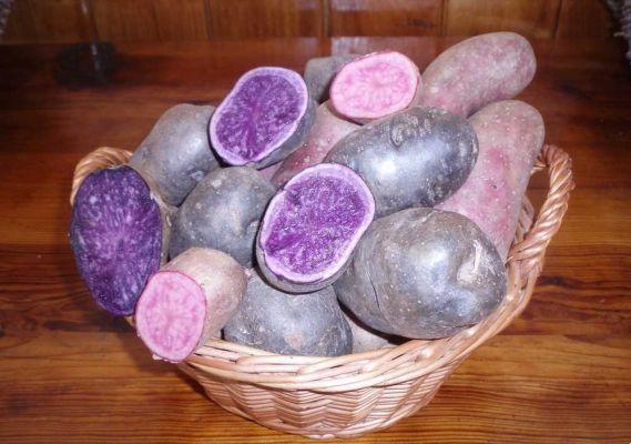Purple, blue, red potatoes: origins and properties