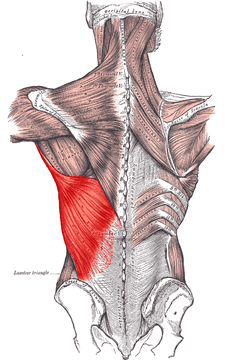 Muscles du dos | Comment les former ? Tout ce que tu as besoin de savoir
