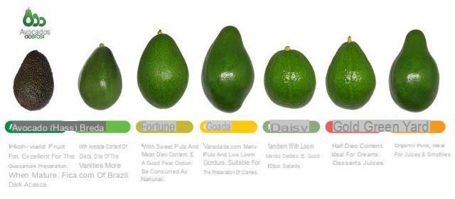 Variedades de abacate, como reconhecê-los