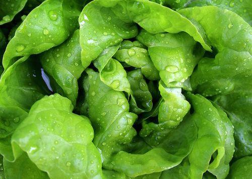 Lettuce: properties, nutritional values, calories
