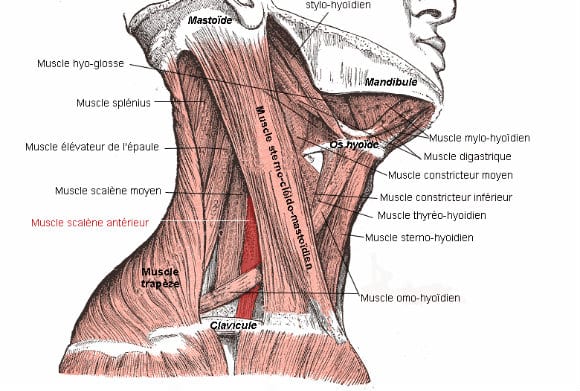 Muscles du cou | Comment les former ? Les meilleurs exercices à pratiquer