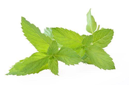 Mint: properties, use, nutritional values