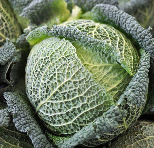 Cabbage-Savoy cabbage: properties, nutritional values, calories