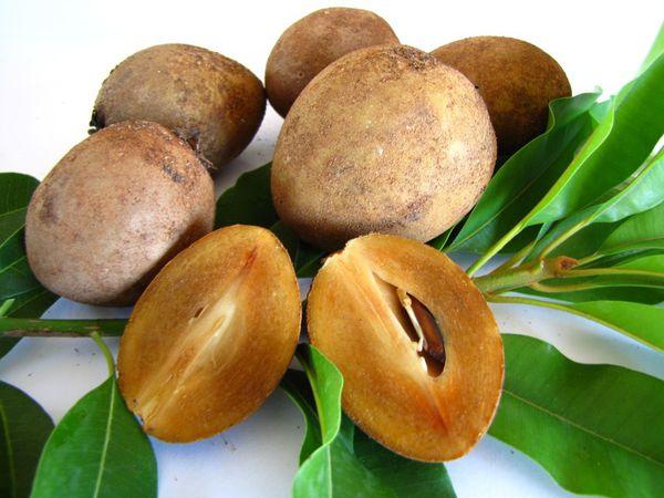 Sapodilla, benefits and uses of the fruit of the rubber tree