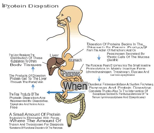 Digestão de proteínas