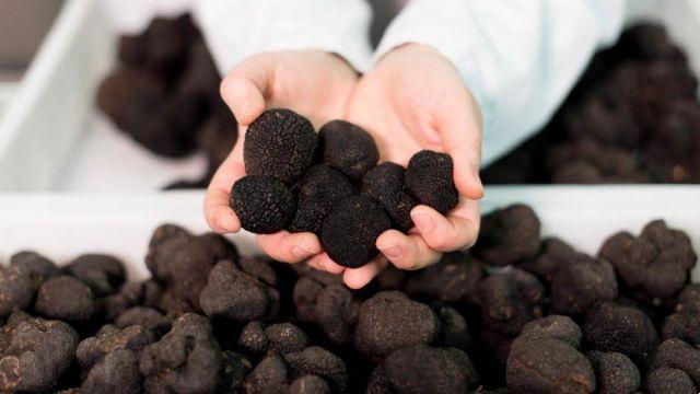 Truffles: properties, benefits and where to find them