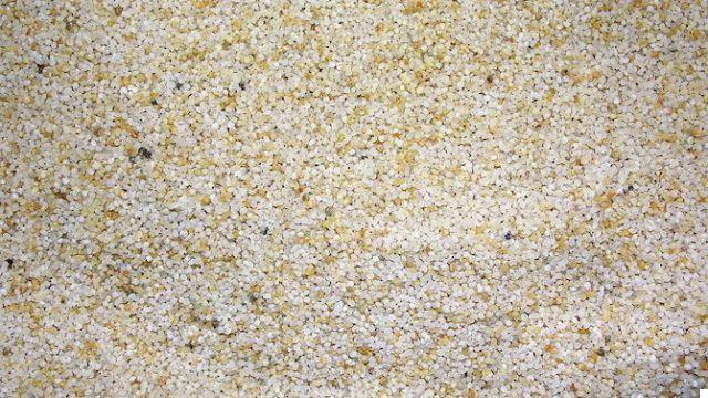 Céréales inconnues : kodo et millet rouge