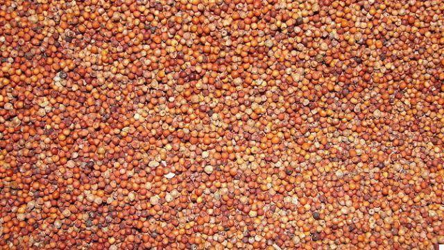 Unknown cereals: kodo and red millet