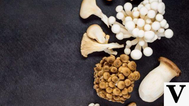 Cogumelos, como escolhê-los e como comê-los com segurança