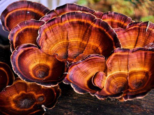 Black Reishi, properties and use of the miracle mushroom