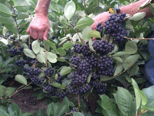 Aronia berries, properties and benefits