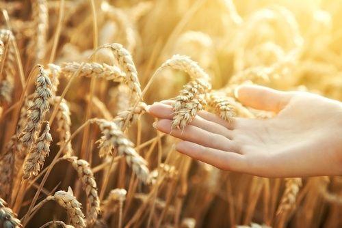 Músculo do trigo: propriedades, valores nutricionais, receitas