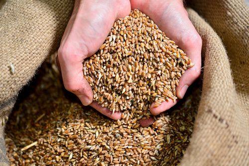Timilia durum wheat flour, properties and use