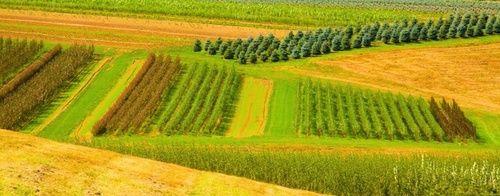 Agriculture biologique : production et avantages