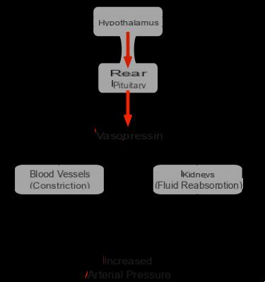 Vasopressin or antidiuretic hormone (ADH)
