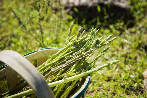 Wild asparagus, properties and characteristics