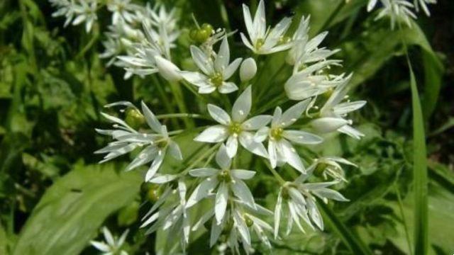 Wild garlic, properties and characteristics