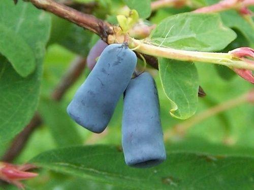 Siberian blueberry, properties and benefits