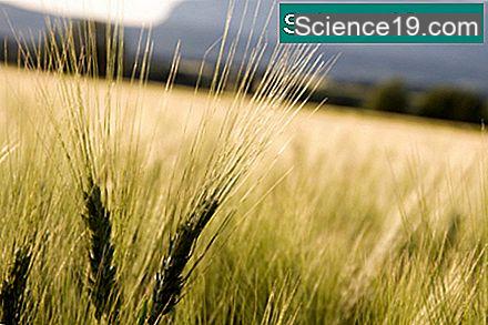 Durum wheat and soft wheat: what are the differences?