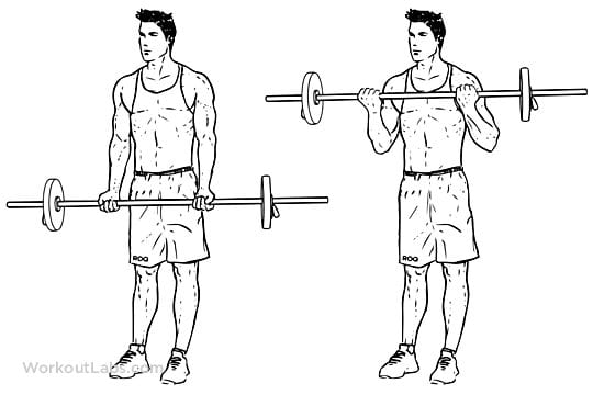 Barbell Curl | How is it done? Muscles Involved And Errors