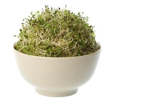 Sprouts of alfalfa or alfalfa: properties, benefits and use