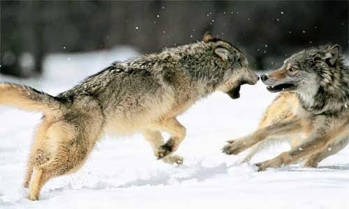 Cómo controlar la ira: la leyenda de los dos lobos