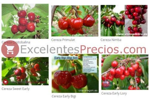 Cherries: the main varieties