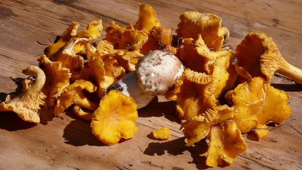 Girolles : 10 recettes pour cuisiner les champignons « chanterelles »