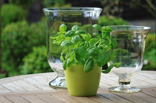 Basil: properties, use, nutritional values