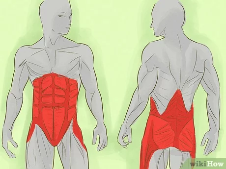 Transverse Muscle of the Abdomen | How to train it?