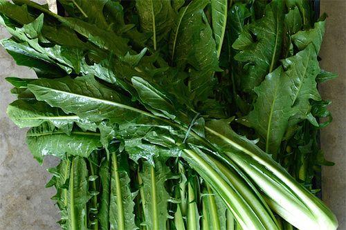 Chicory: properties, nutritional values, recipes