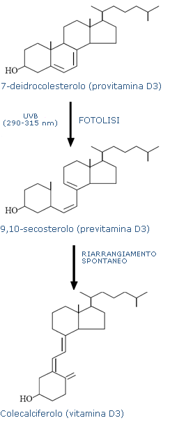 Skin synthesis of vitamin D