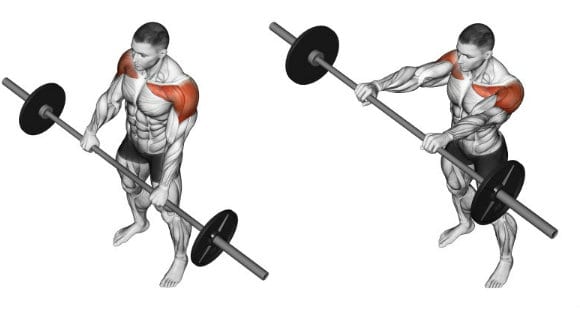 Front Raises | Execution with dumbbells and barbell
