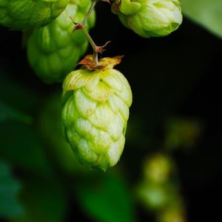 Hops and beer, an inseparable bond
