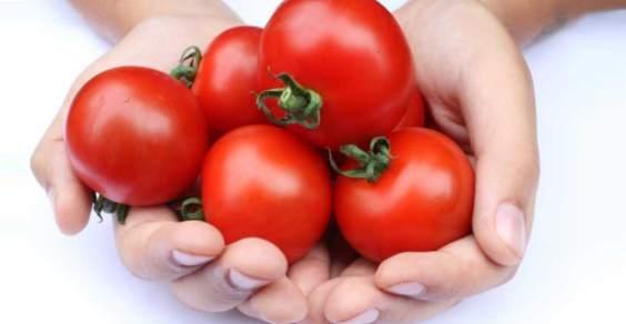 As propriedades extraordinárias dos tomates