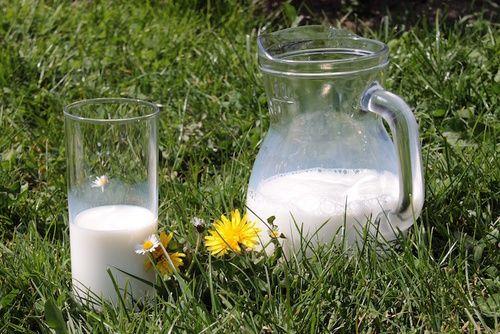 Milk: description, properties, benefits