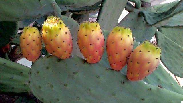Prickly pears and sour cherries, forgotten fruits