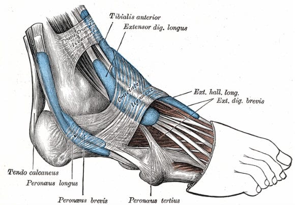 Tibial Muscles | How Important Are They? How to train them?