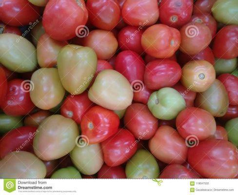 The tomato, a sunny fruit