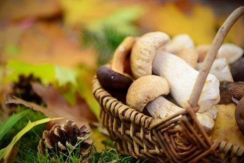 Cogumelos: propriedades, valores nutricionais, calorias