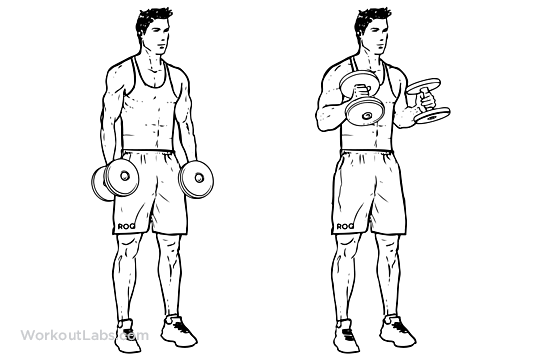 Hammer Curl | Which Muscles Does It Involve? Execution and Variations