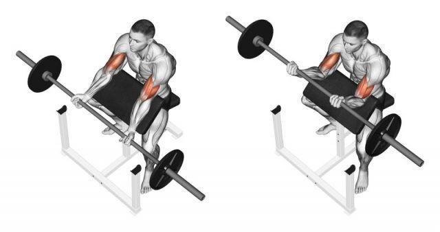 Barbell curl on the Scott bench