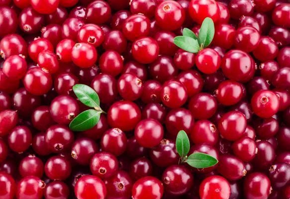Cranberry, propriedades, uso e contra-indicações