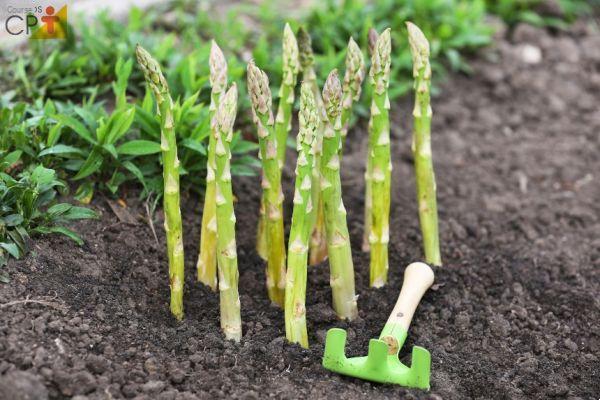 O melhor vegetal de março: os aspargos