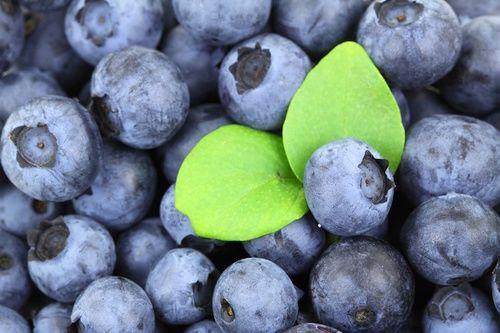 Blueberries: properties, nutritional values, calories